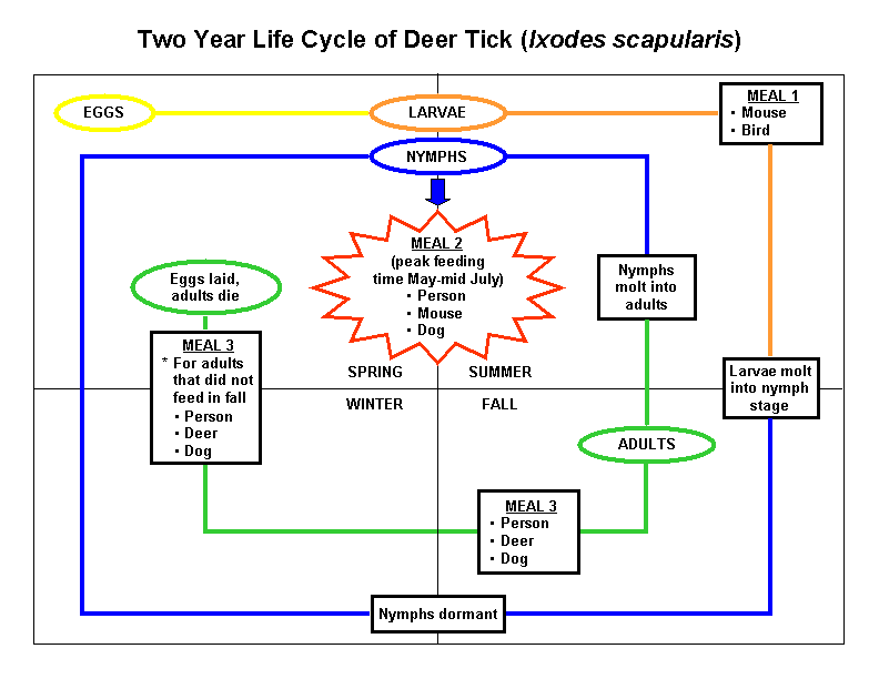 Two year life cycle of deer tick